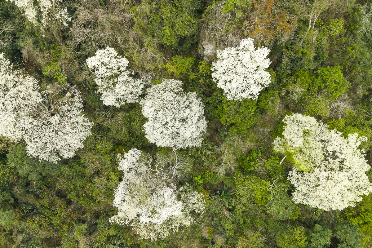 Đẹp như “tuyết trắng”, hoa thàn mát phủ kín núi rừng xứ Thanh
