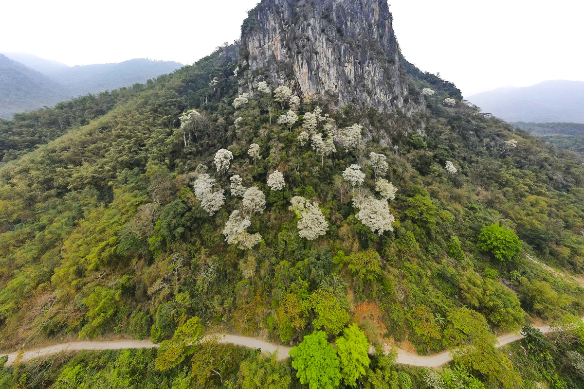 Đẹp như “tuyết trắng”, hoa thàn mát phủ kín núi rừng xứ Thanh