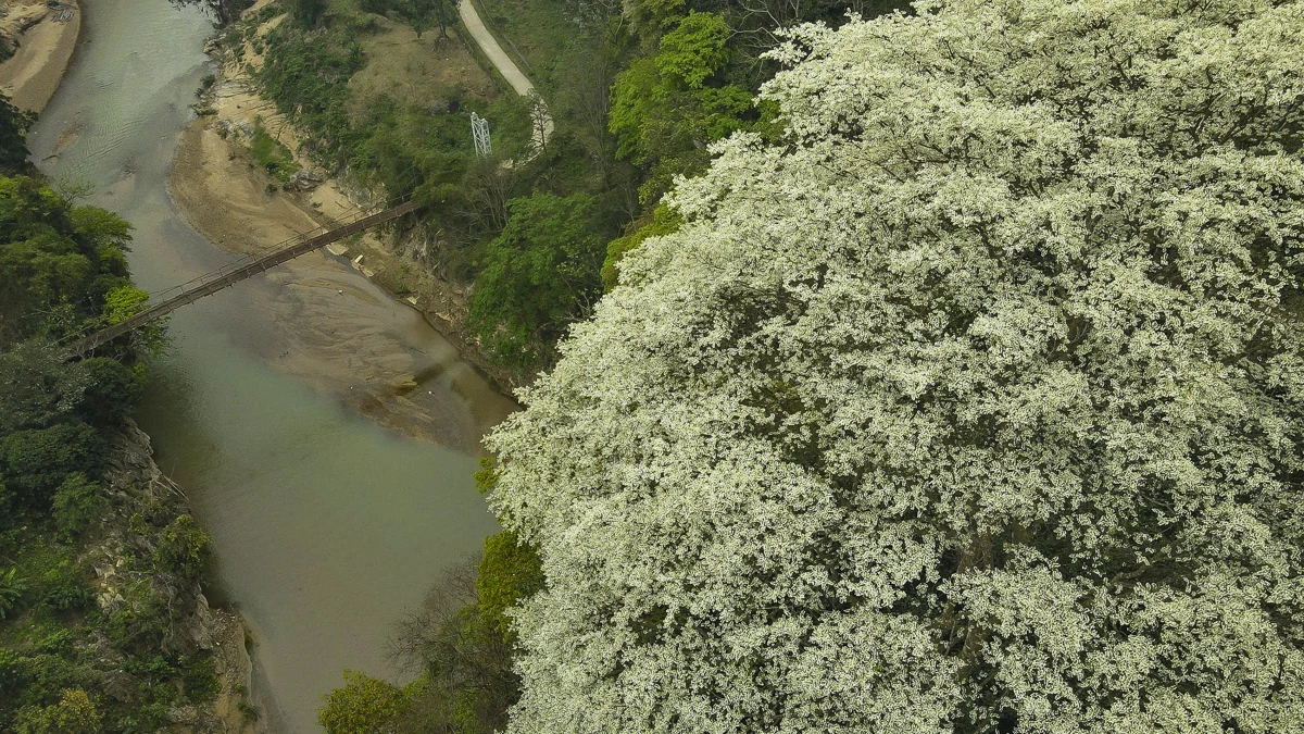 Đẹp như “tuyết trắng”, hoa thàn mát phủ kín núi rừng xứ Thanh