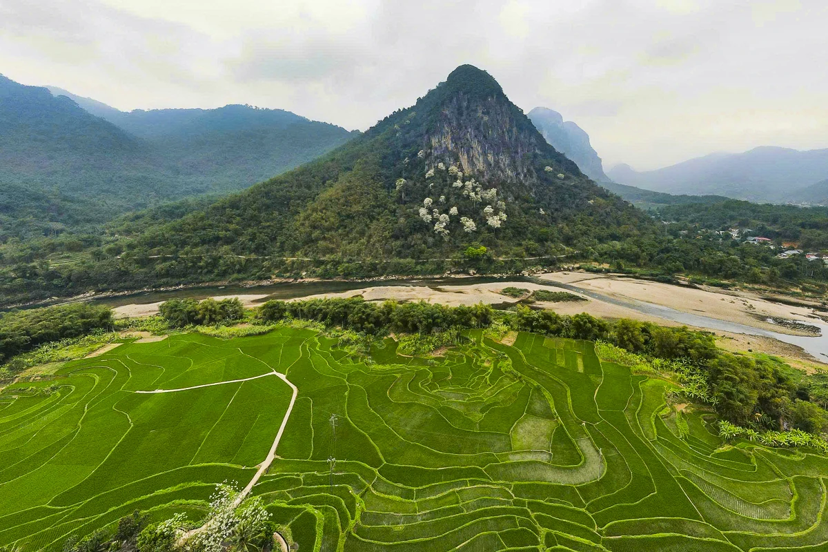 Đẹp như “tuyết trắng”, hoa thàn mát phủ kín núi rừng xứ Thanh