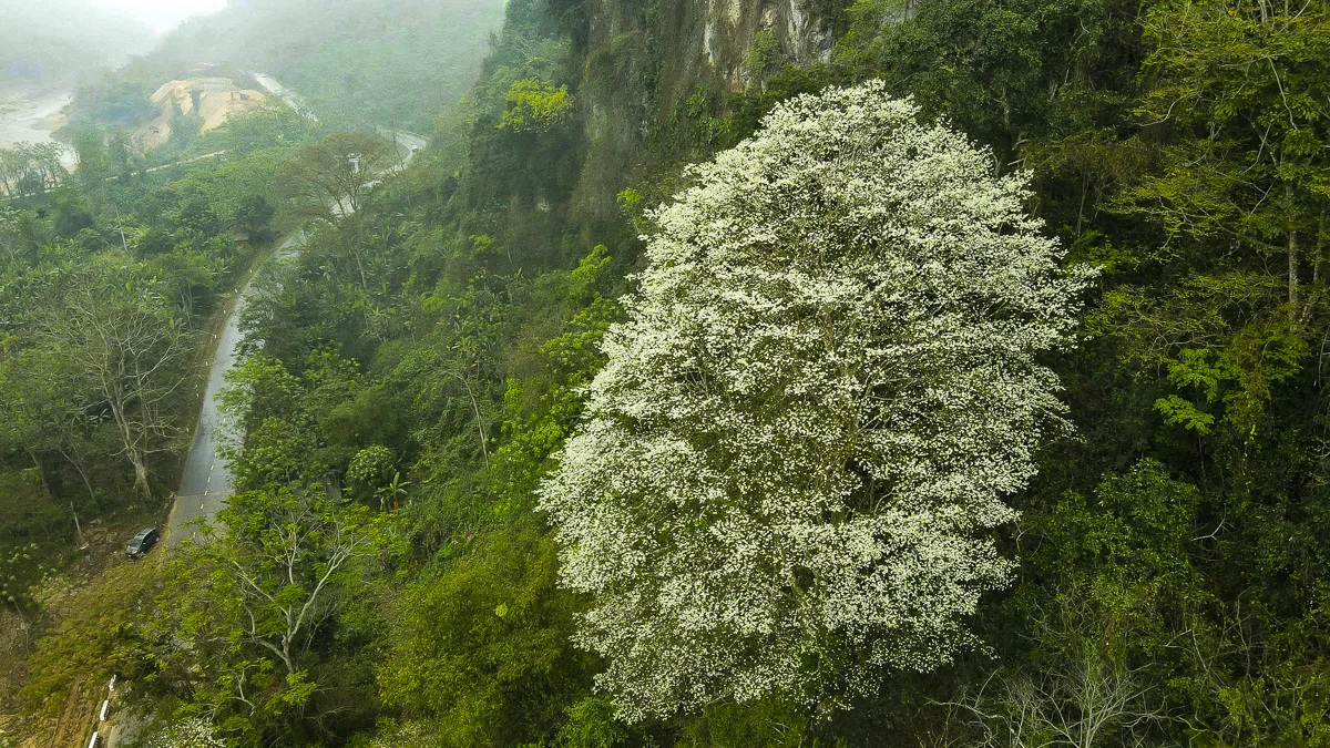 Đẹp như “tuyết trắng”, hoa thàn mát phủ kín núi rừng xứ Thanh
