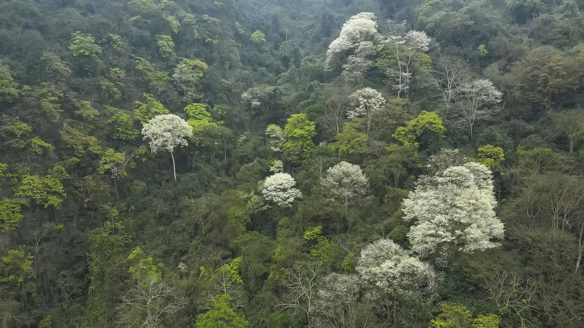 Đẹp như “tuyết trắng”, hoa thàn mát phủ kín núi rừng xứ Thanh