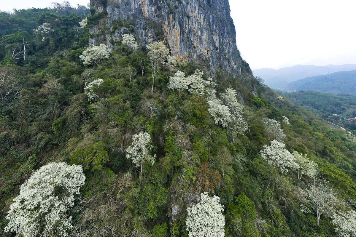 Đẹp như “tuyết trắng”, hoa thàn mát phủ kín núi rừng xứ Thanh