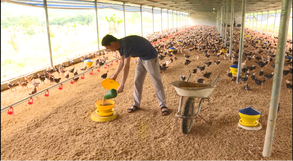 Nhân rộng mô hình sản xuất nông nghiệp tuần hoàn không chất thải