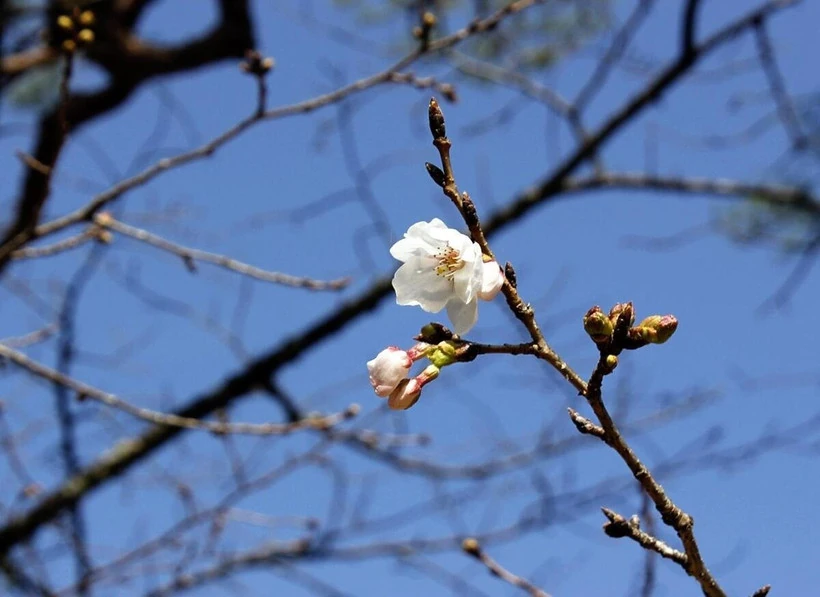 Mùa hoa anh đào chính thức bắt đầu tại đất nước Mặt Trời mọc