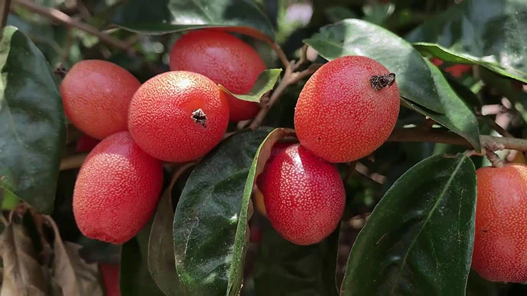 Nhớ những mùa nhót