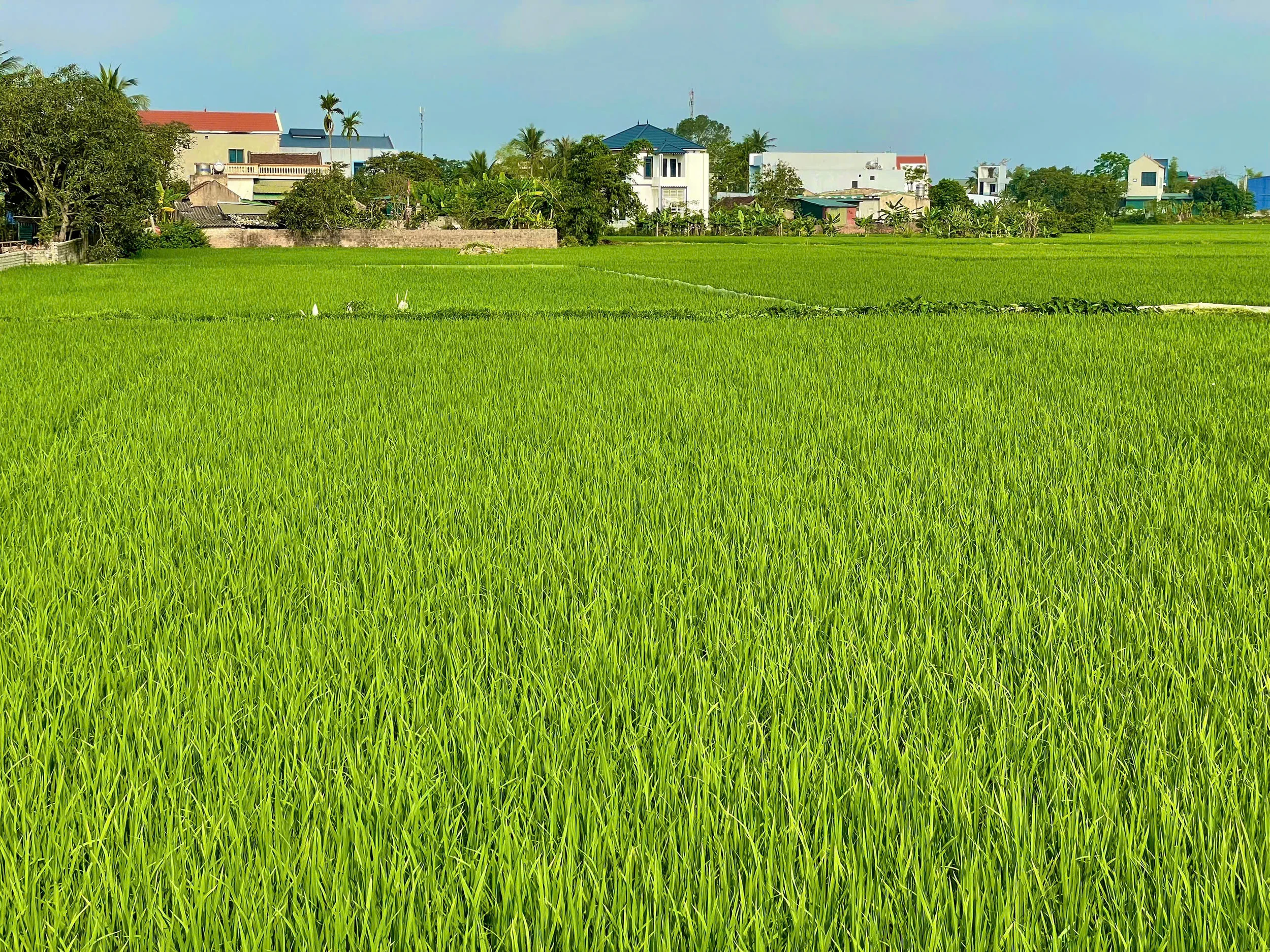 Lúa đương thì con gái - khoảng xanh giữa nhịp đô thị hóa