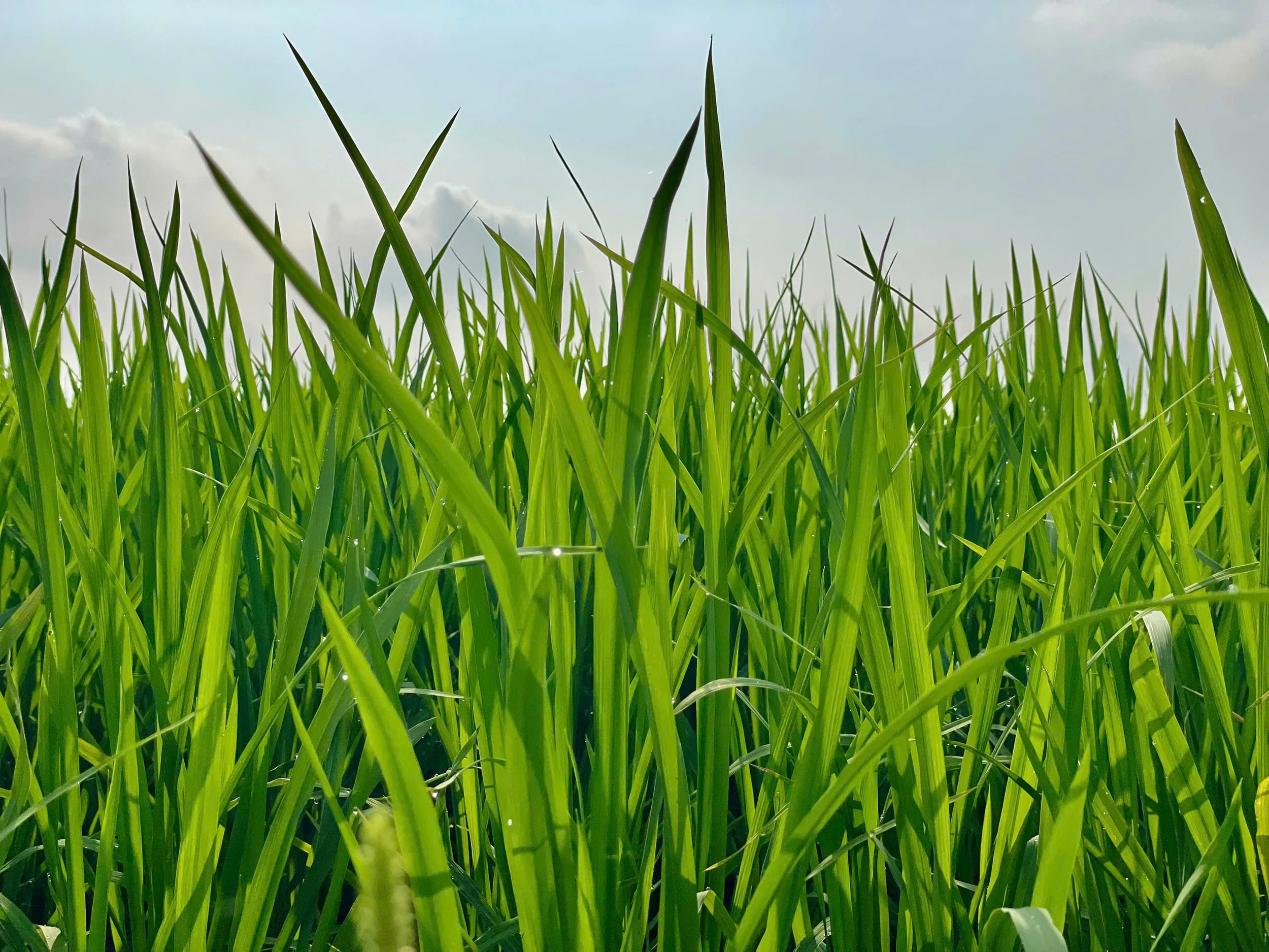 Lúa đương thì con gái - khoảng xanh giữa nhịp đô thị hóa