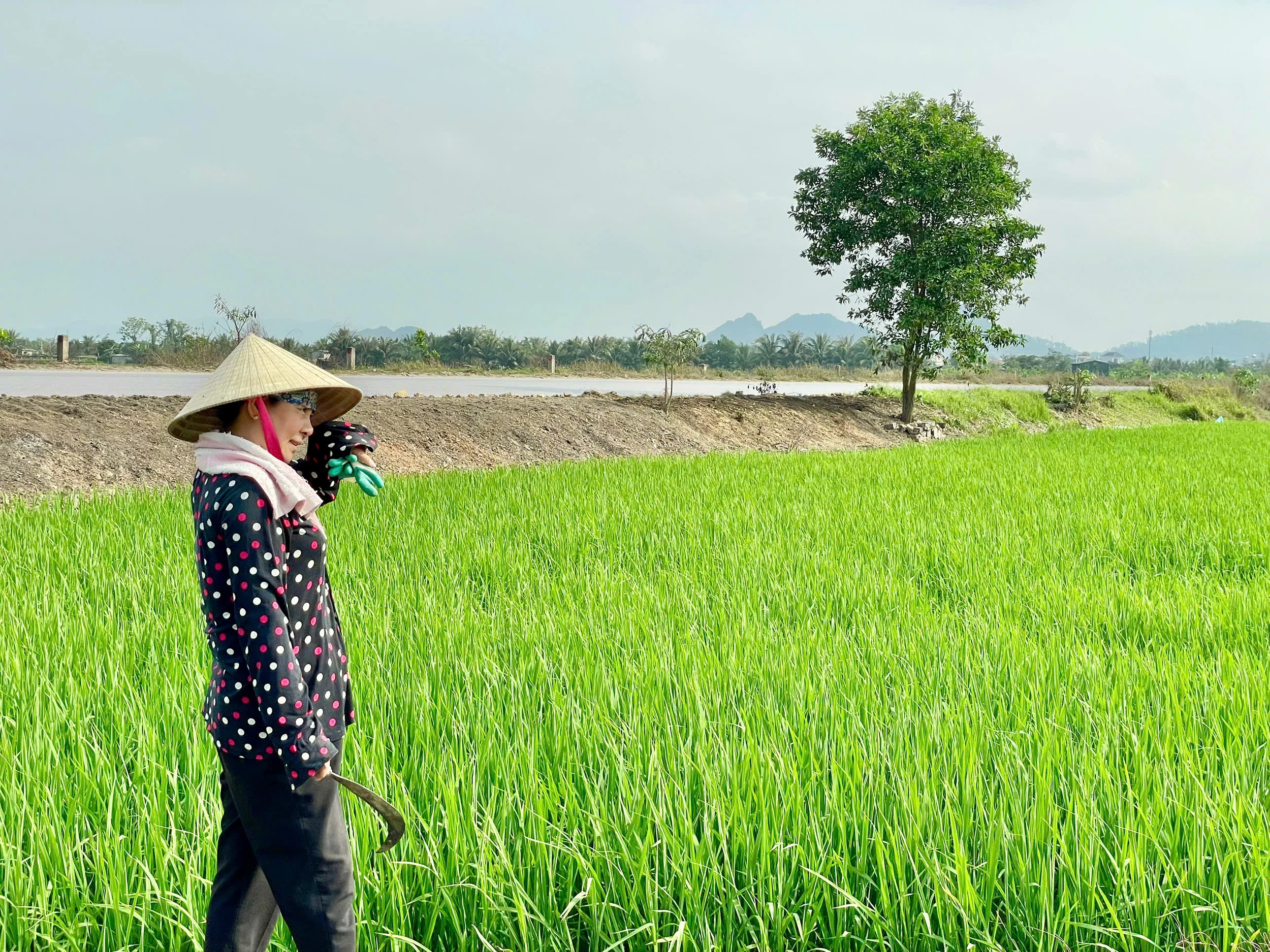 Lúa đương thì con gái - khoảng xanh giữa nhịp đô thị hóa