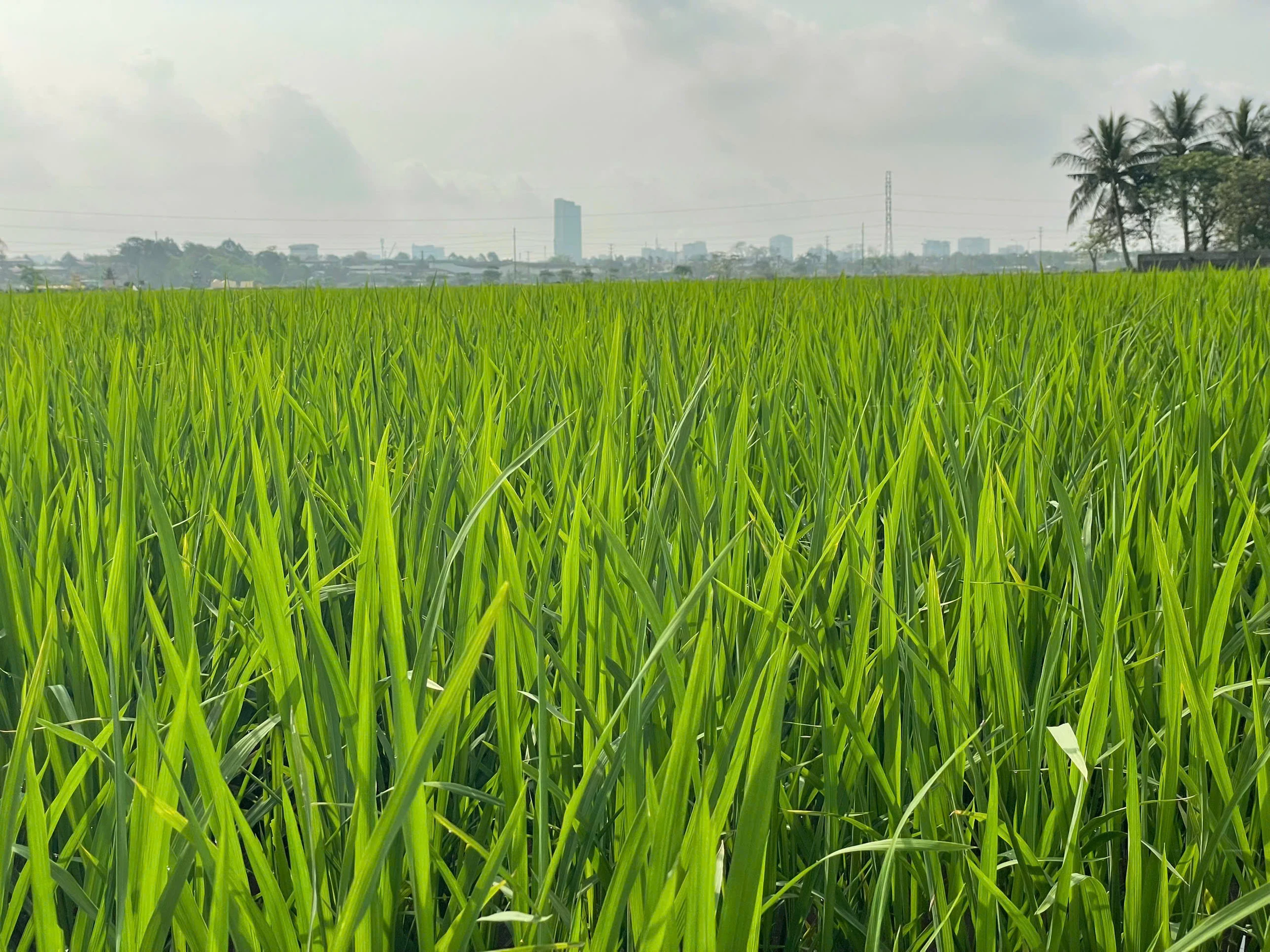 Lúa đương thì con gái - khoảng xanh giữa nhịp đô thị hóa