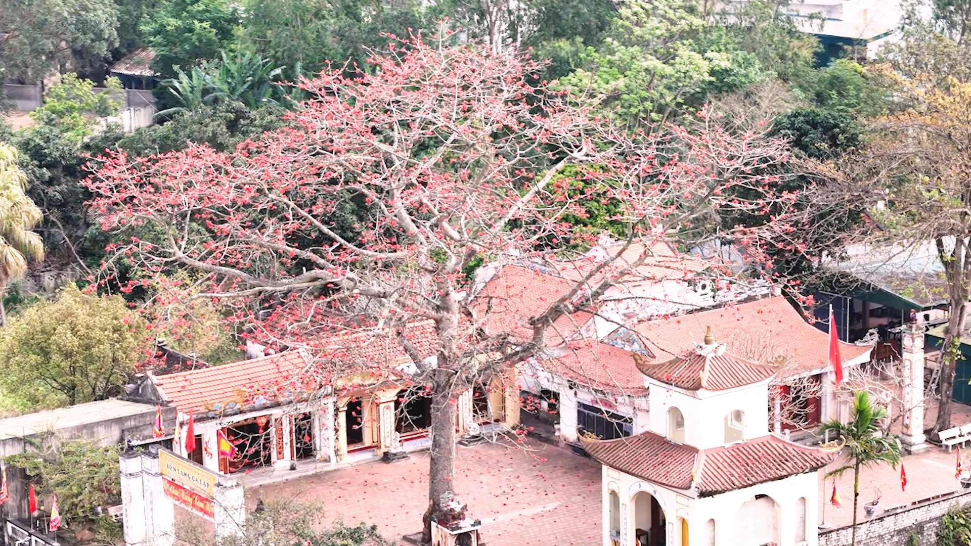 Chiêm ngưỡng hoa gạo nở đỏ rực tại đền Cá Lập và đền Thanh Khê, phường Sầm Sơn