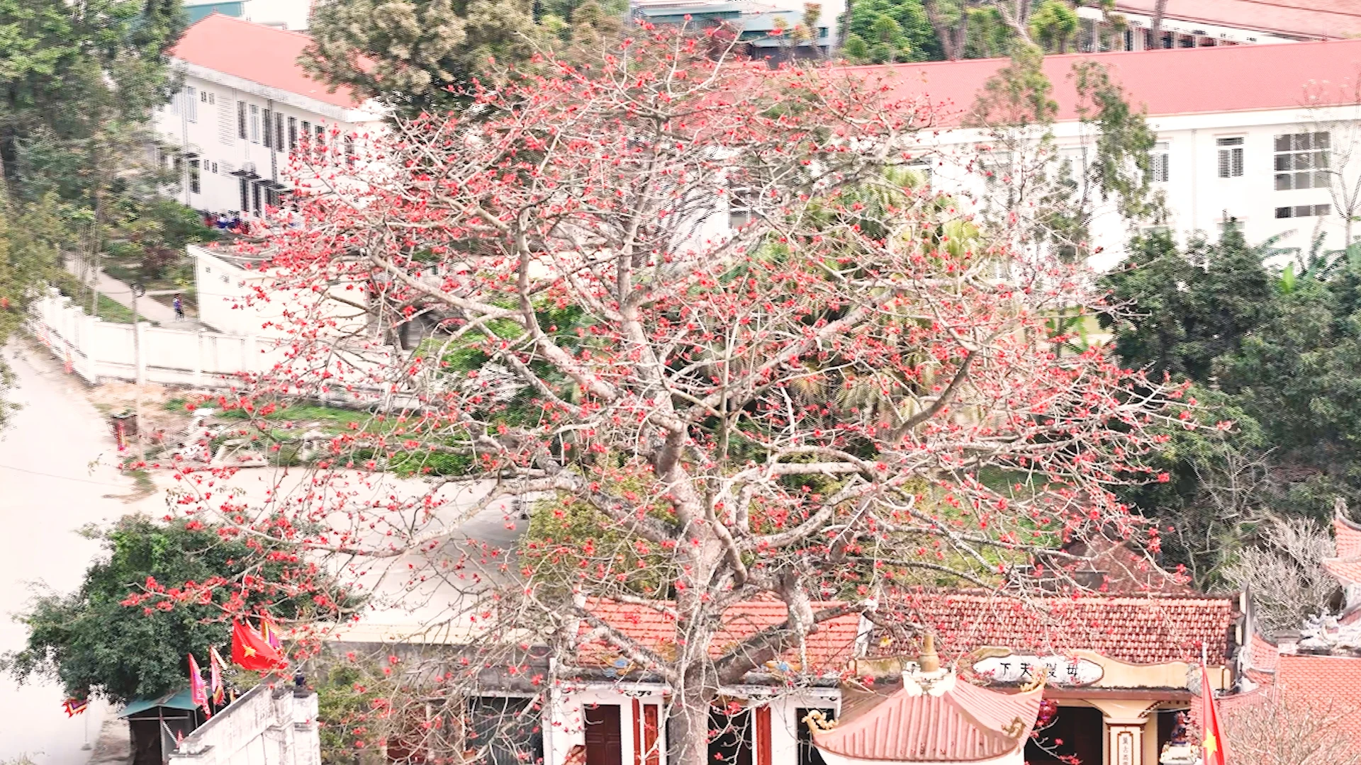 Chiêm ngưỡng hoa gạo nở đỏ rực tại đền Cá Lập và đền Thanh Khê, phường Sầm Sơn