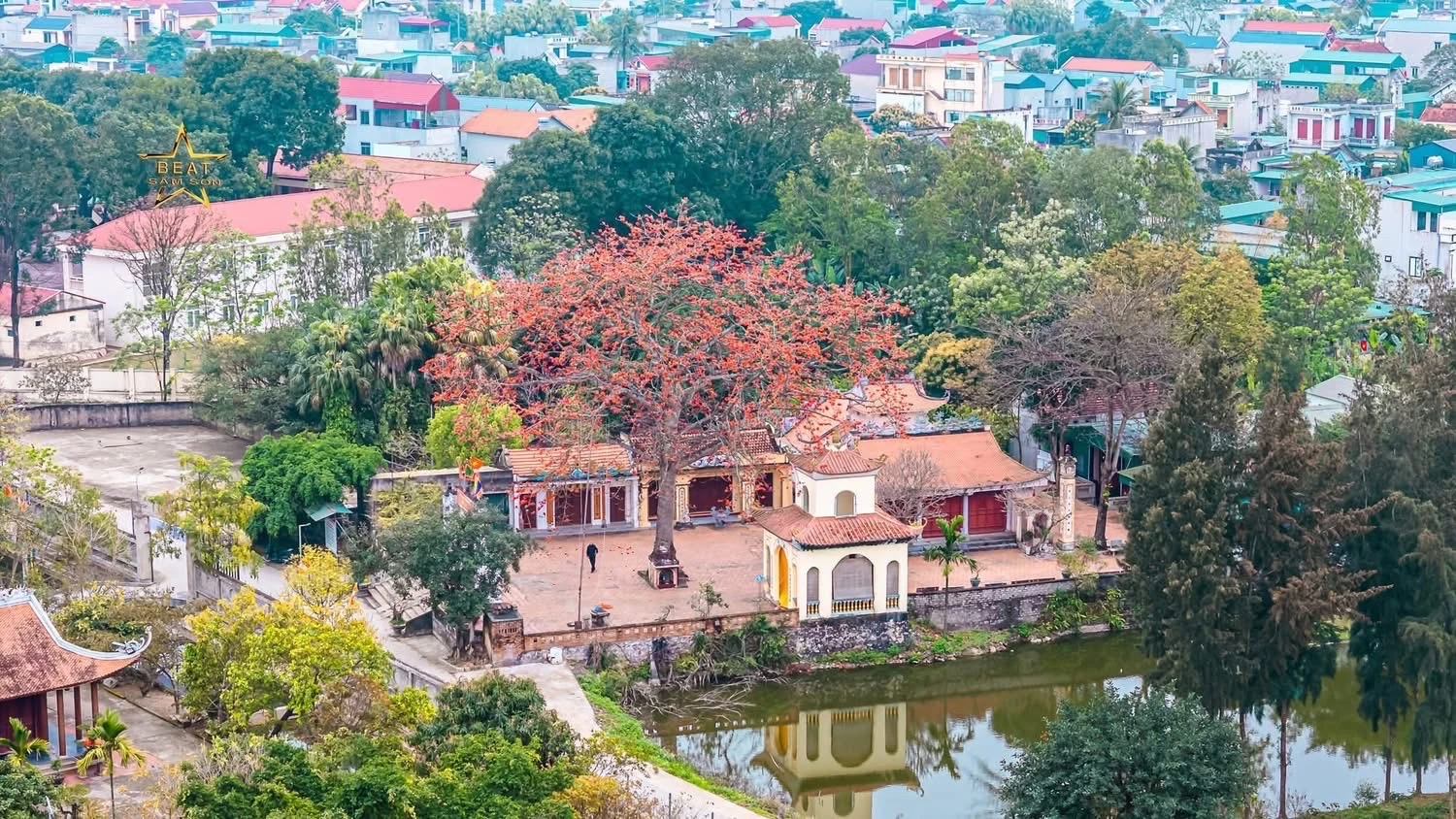 Chiêm ngưỡng hoa gạo nở đỏ rực tại đền Cá Lập và đền Thanh Khê, phường Sầm Sơn