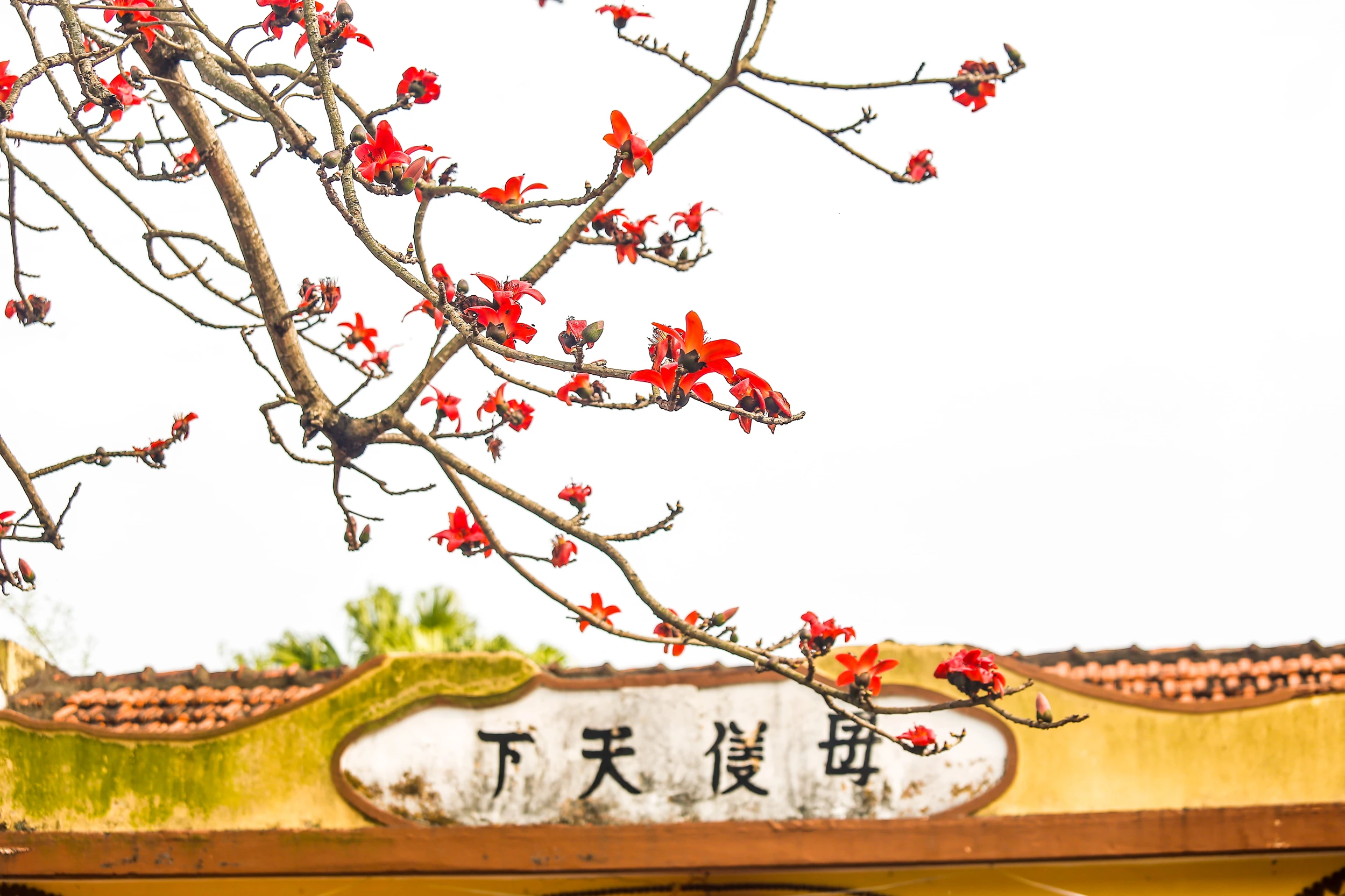 Chiêm ngưỡng hoa gạo nở đỏ rực tại đền Cá Lập và đền Thanh Khê, phường Sầm Sơn