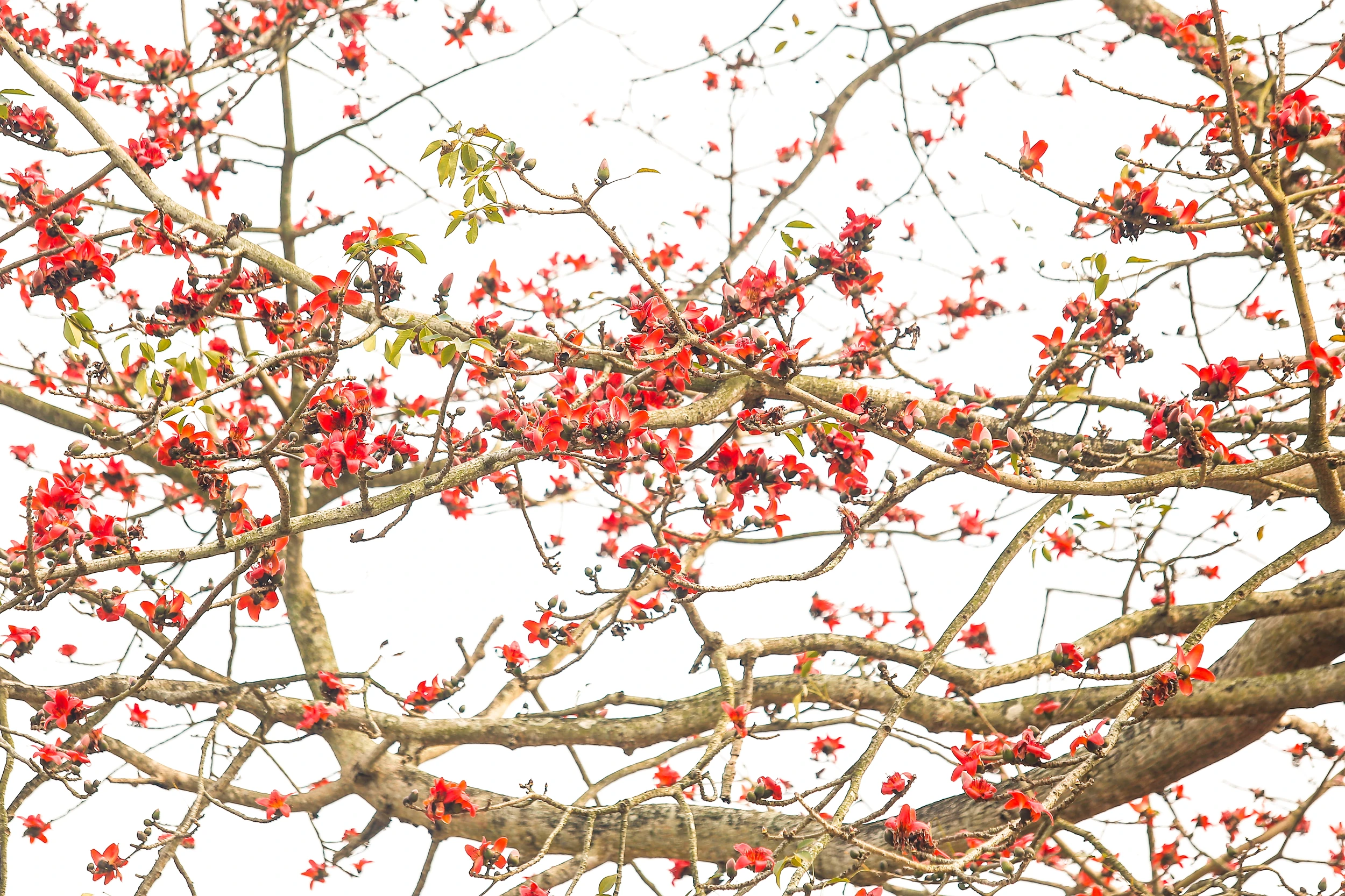 Chiêm ngưỡng hoa gạo nở đỏ rực tại đền Cá Lập và đền Thanh Khê, phường Sầm Sơn