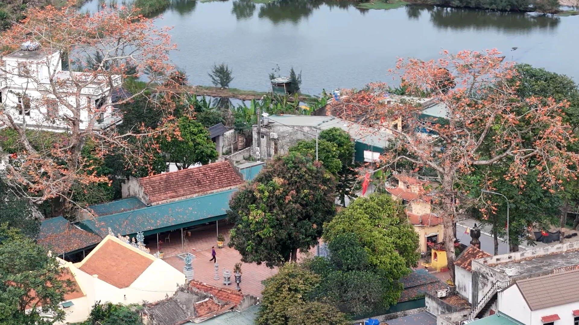 Chiêm ngưỡng hoa gạo nở đỏ rực tại đền Cá Lập và đền Thanh Khê, phường Sầm Sơn