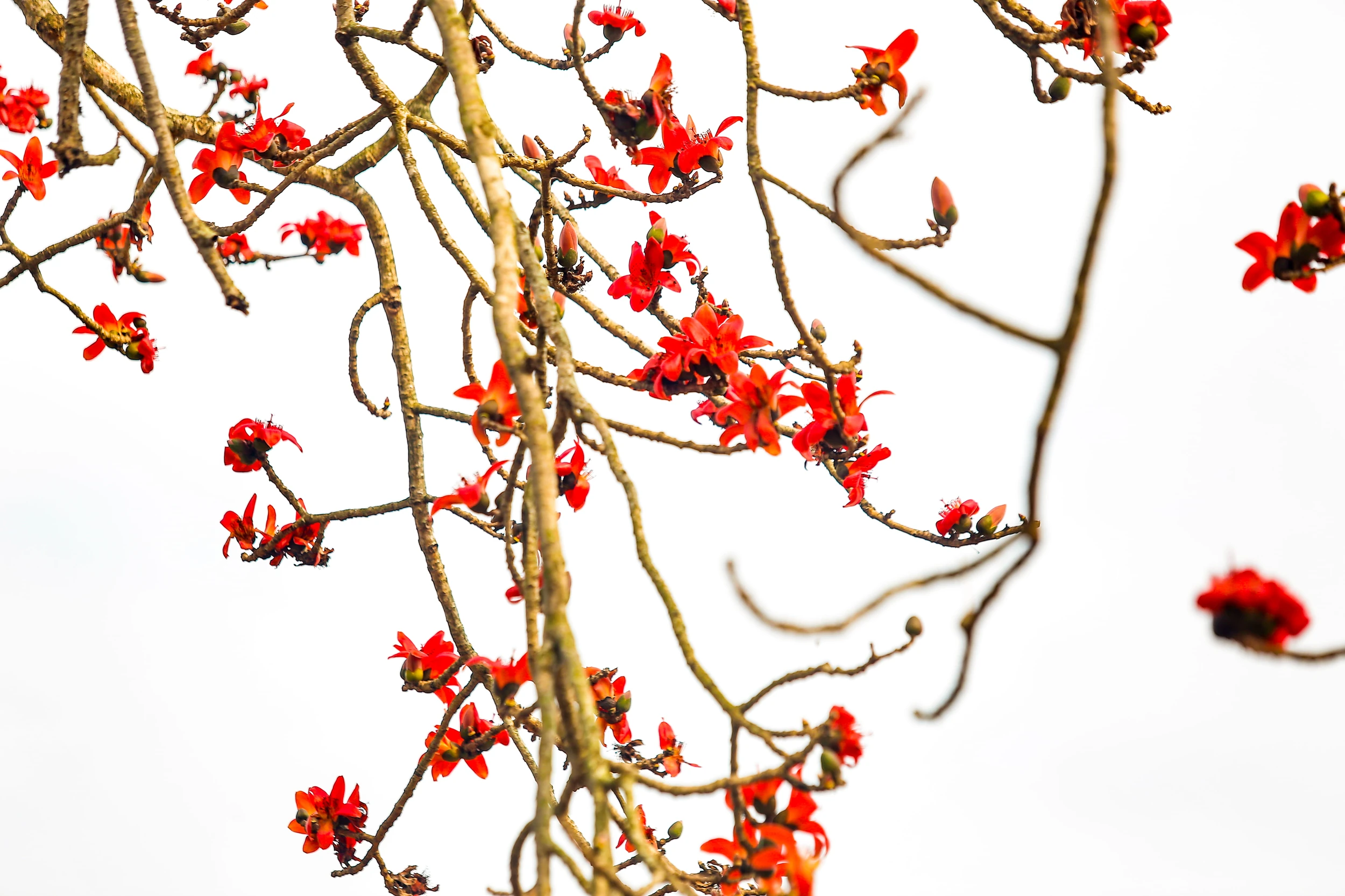 Chiêm ngưỡng hoa gạo nở đỏ rực tại đền Cá Lập và đền Thanh Khê, phường Sầm Sơn