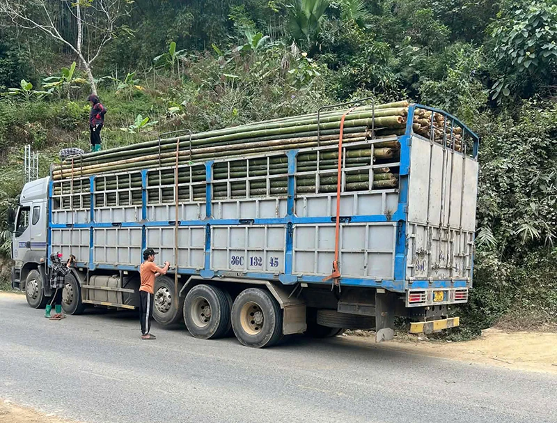 Khi đại ngàn “cất cánh” (Bài 1): Những con đường ấm no