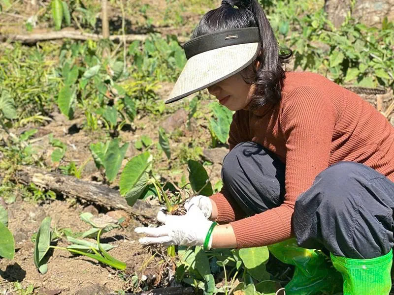 Cây khoai mán giúp thoát nghèo ở thôn Nghèo