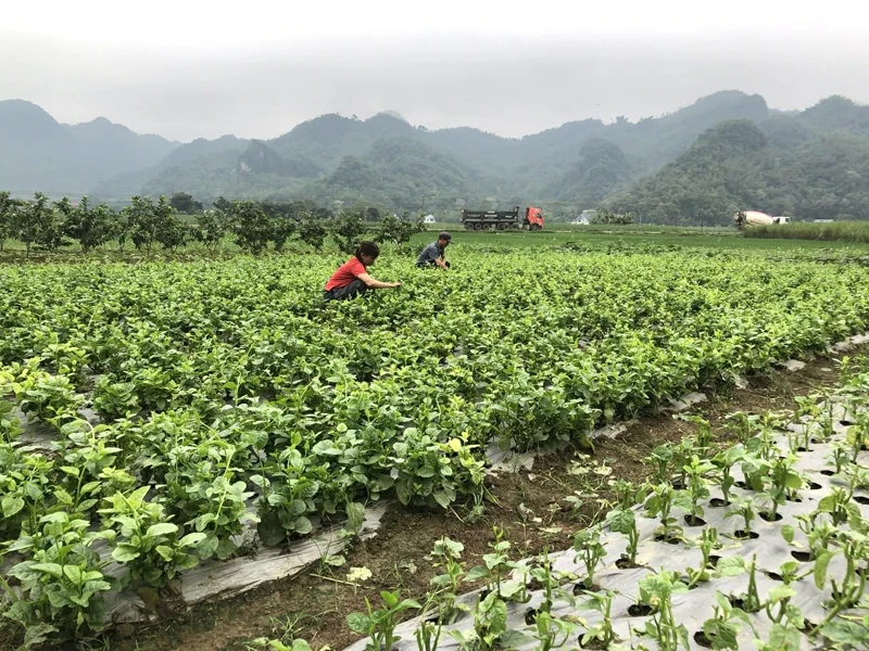 Hiệu quả từ các mô hình kinh doanh nông sản vùng cao