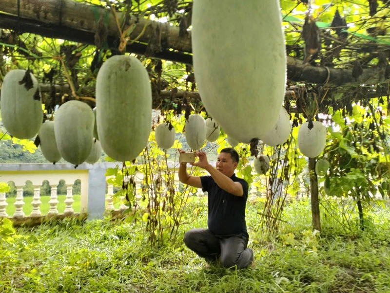 Hiệu quả từ các mô hình kinh doanh nông sản vùng cao