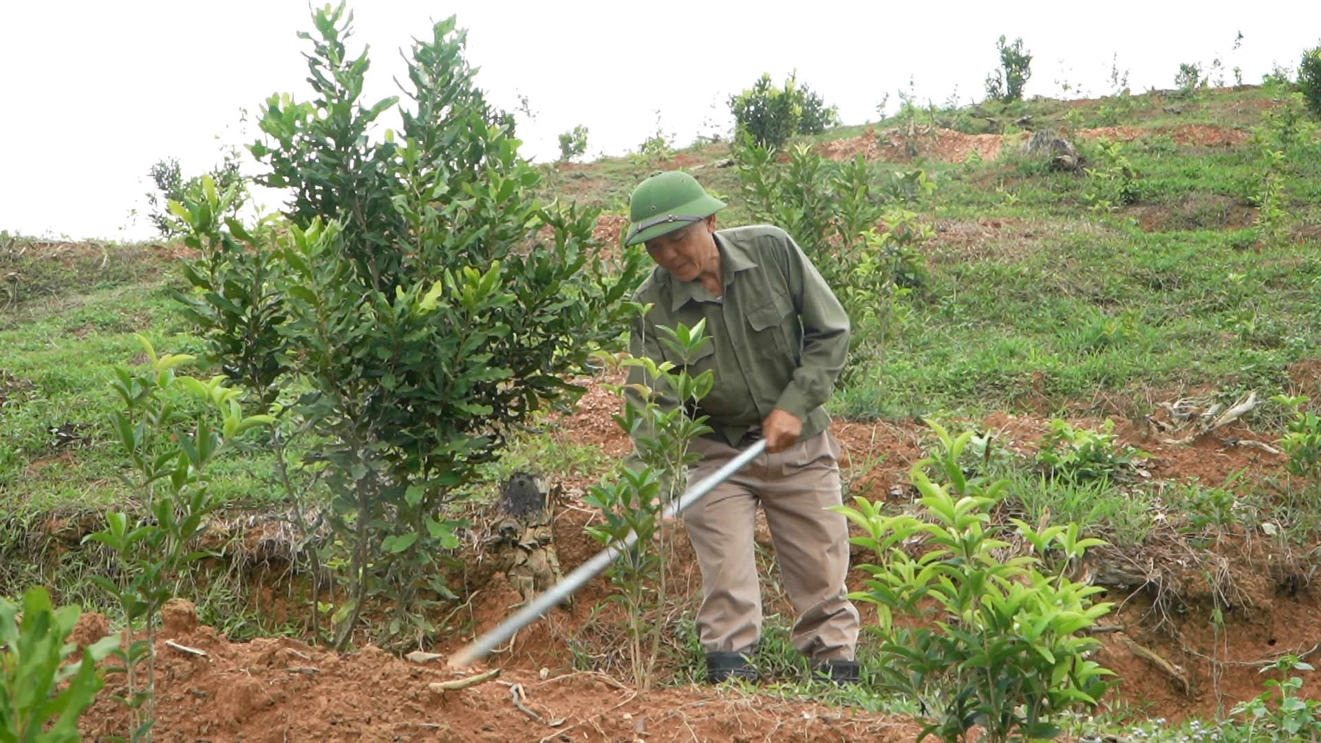 Hành trình phủ xanh cây mắc ca trên đất Thanh Phong