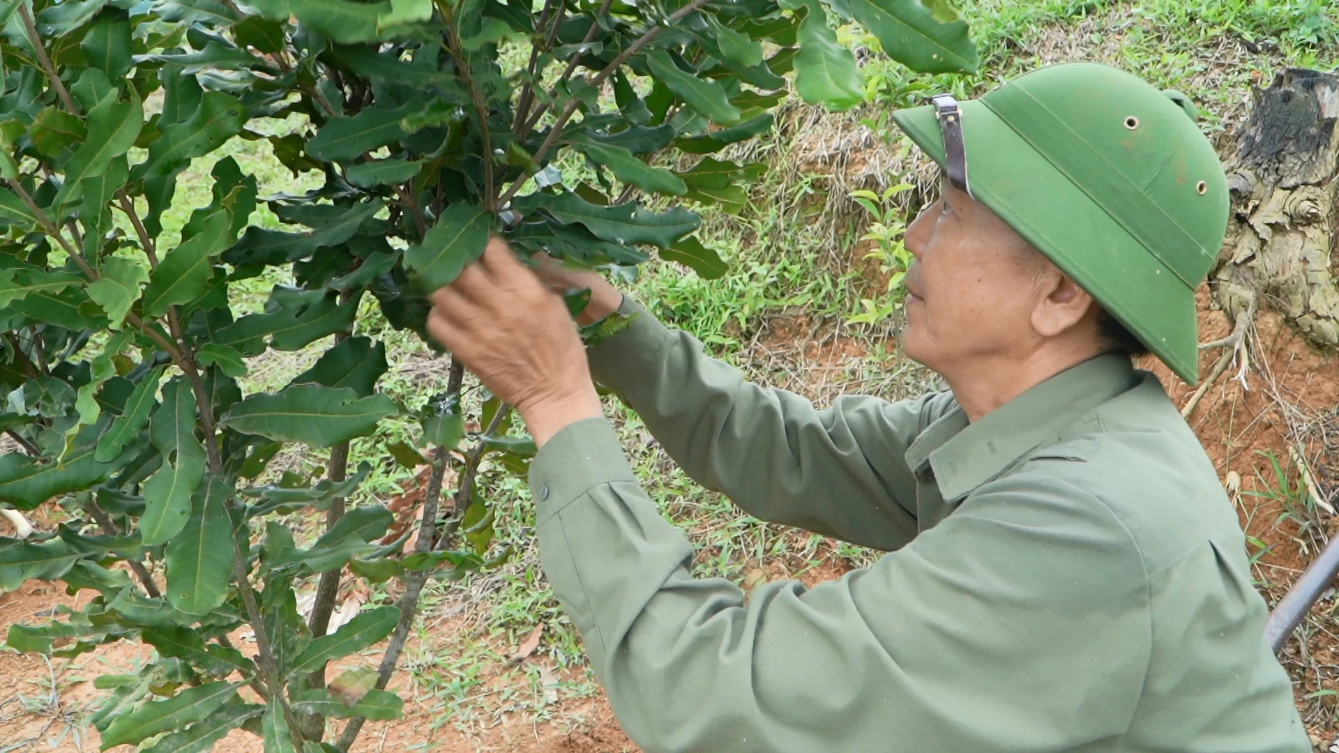 Hành trình phủ xanh cây mắc ca trên đất Thanh Phong