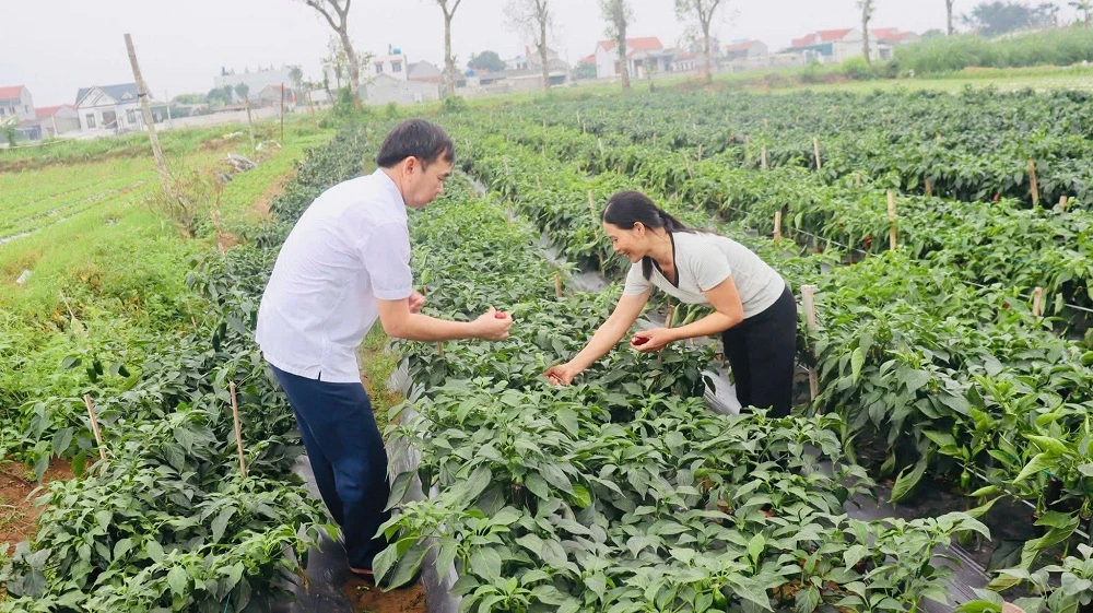 Sắc đỏ của ớt Zepano trên đất Nga Sơn