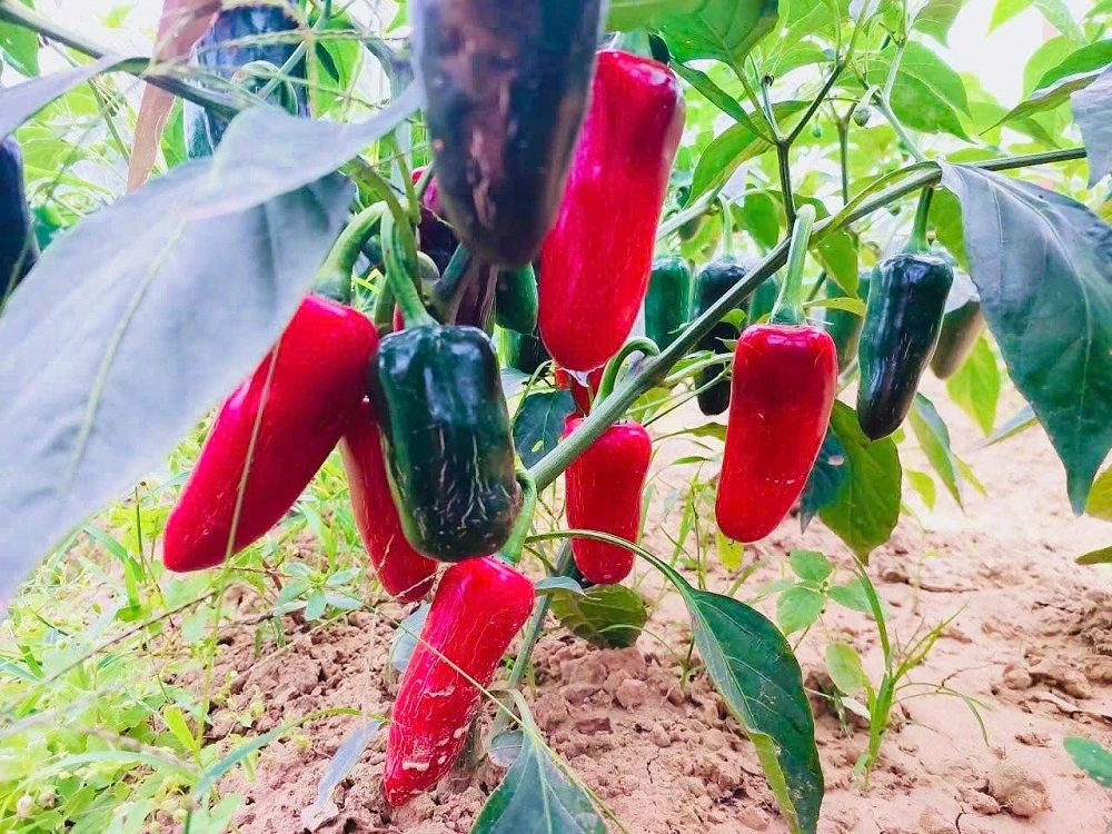 Sắc đỏ của ớt Zepano trên đất Nga Sơn
