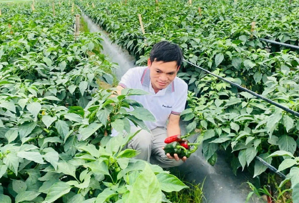 Sắc đỏ của ớt Zepano trên đất Nga Sơn