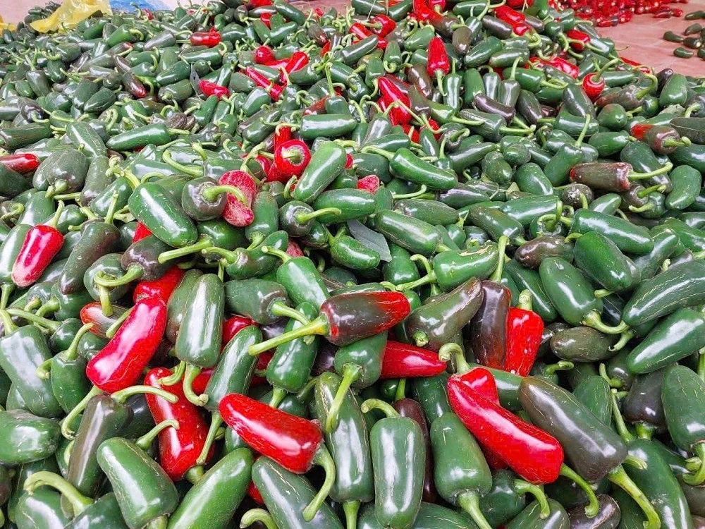 Sắc đỏ của ớt Zepano trên đất Nga Sơn