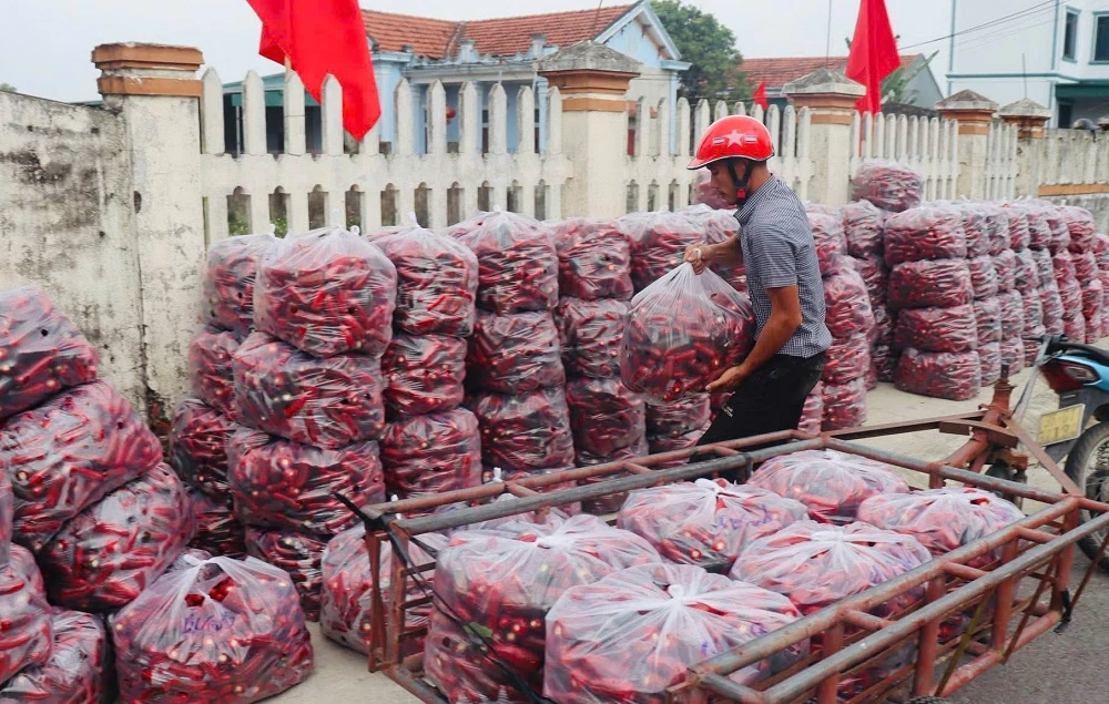 Sắc đỏ của ớt Zepano trên đất Nga Sơn