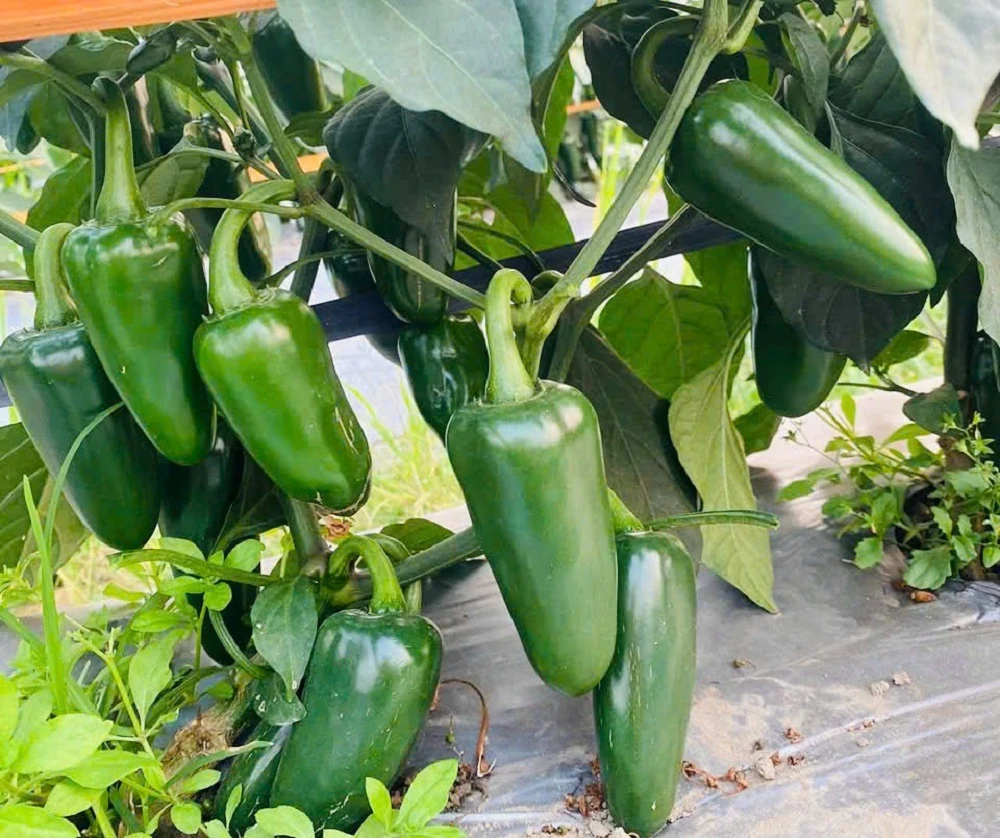 Sắc đỏ của ớt Zepano trên đất Nga Sơn