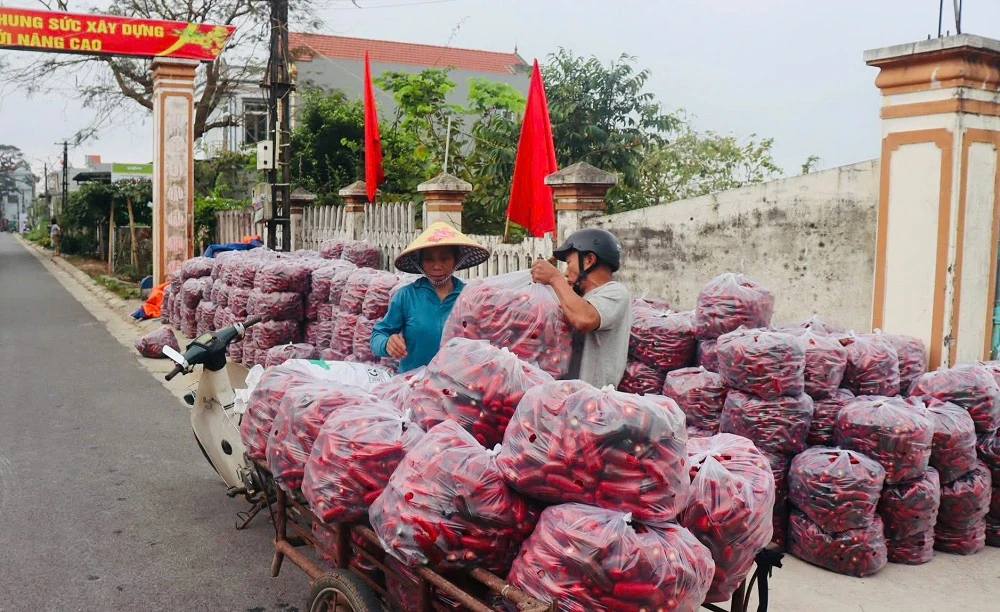 Sắc đỏ của ớt Zepano trên đất Nga Sơn