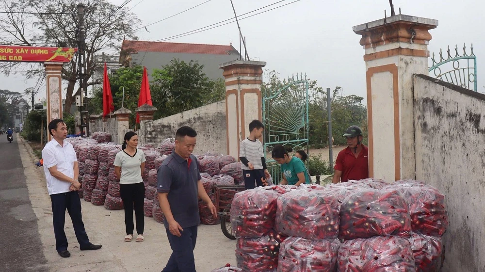 Sắc đỏ của ớt Zepano trên đất Nga Sơn