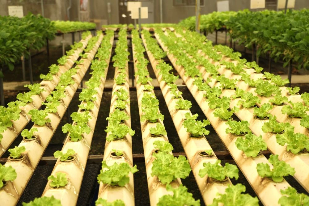 Xanh mướt vườn rau thủy canh trong lòng phố