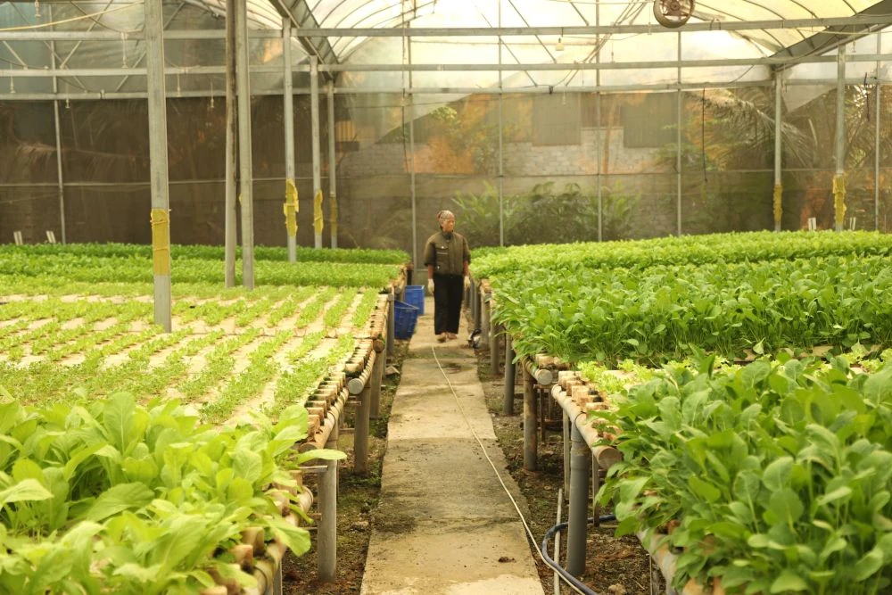 Xanh mướt vườn rau thủy canh trong lòng phố