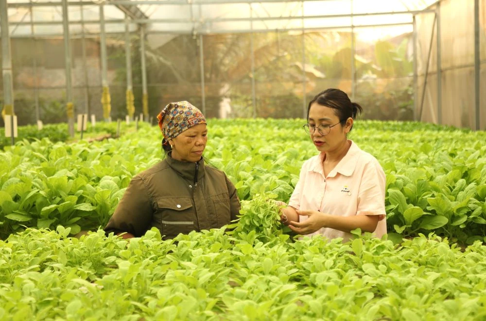 Xanh mướt vườn rau thủy canh trong lòng phố