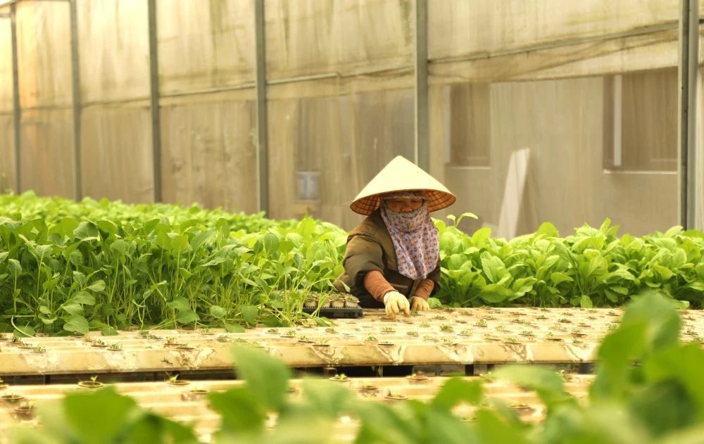 Xanh mướt vườn rau thủy canh trong lòng phố