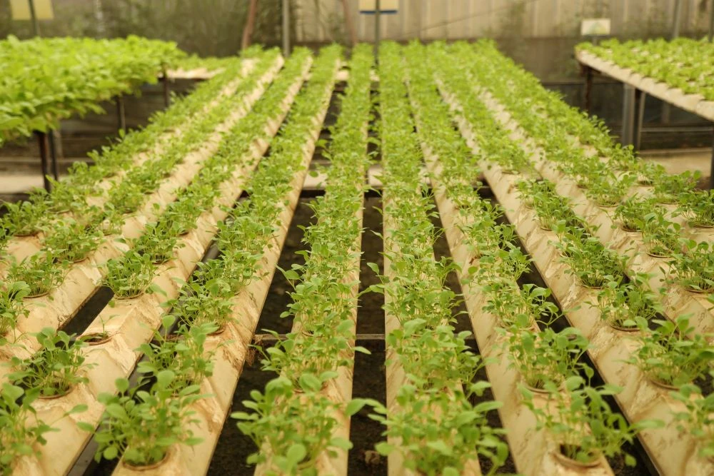 Xanh mướt vườn rau thủy canh trong lòng phố