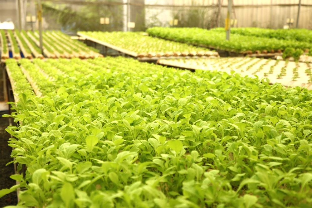 Xanh mướt vườn rau thủy canh trong lòng phố