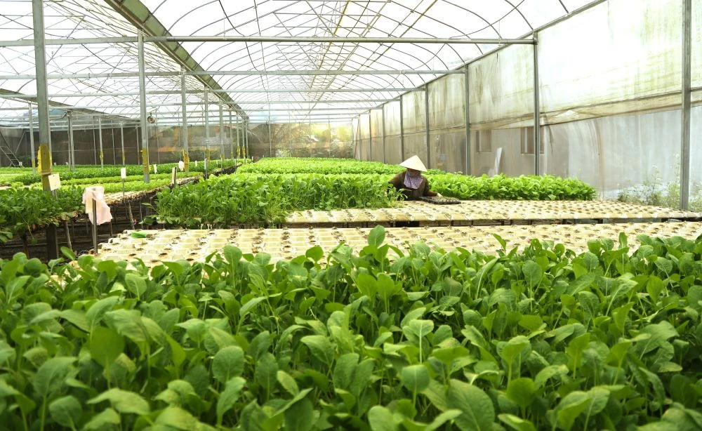 Xanh mướt vườn rau thủy canh trong lòng phố