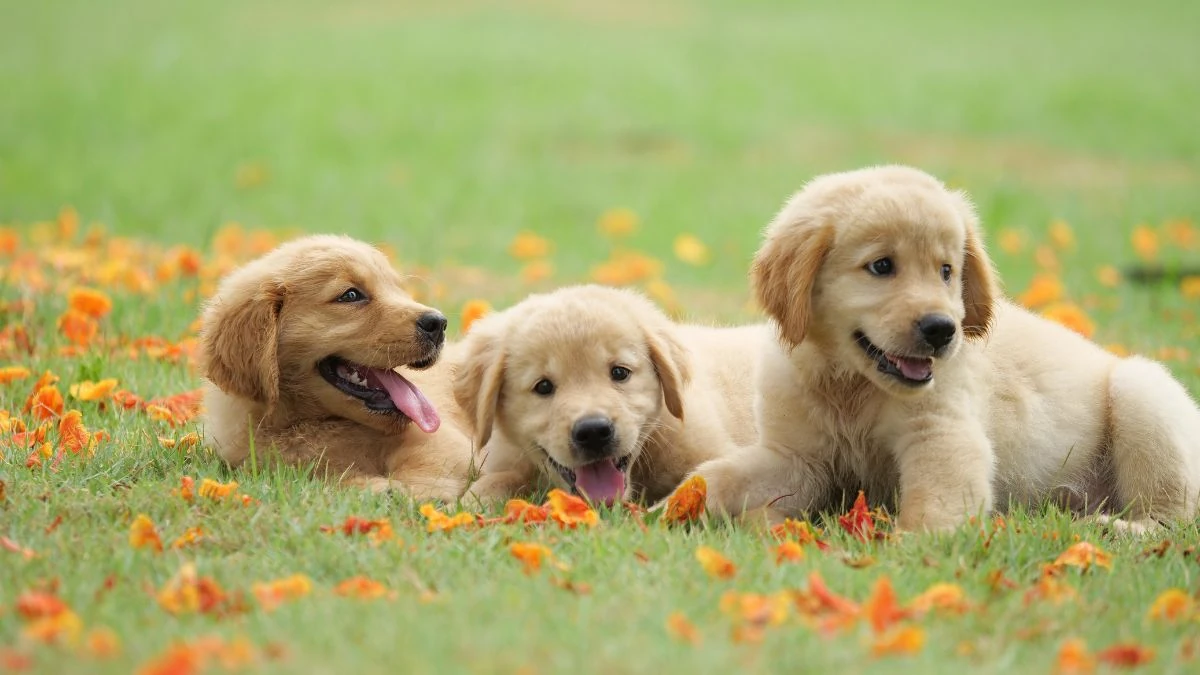 Tôi là Tiểu Bạch và đây là chuyện của lũ mèo chúng tôi: Câu chuyện thứ 17 – Cuộc chia tay đầu tiên