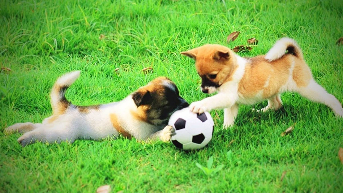 Tôi là Tiểu Bạch và đây là chuyện của lũ mèo chúng tôi: Câu chuyện thứ 17 – Cuộc chia tay đầu tiên