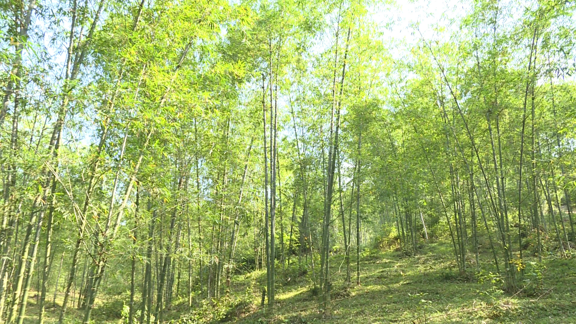 Gieo mồ hôi trên đất dốc, thu trái ngọt