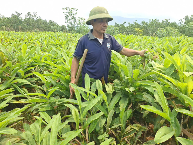 Hồi sinh vùng đất khó