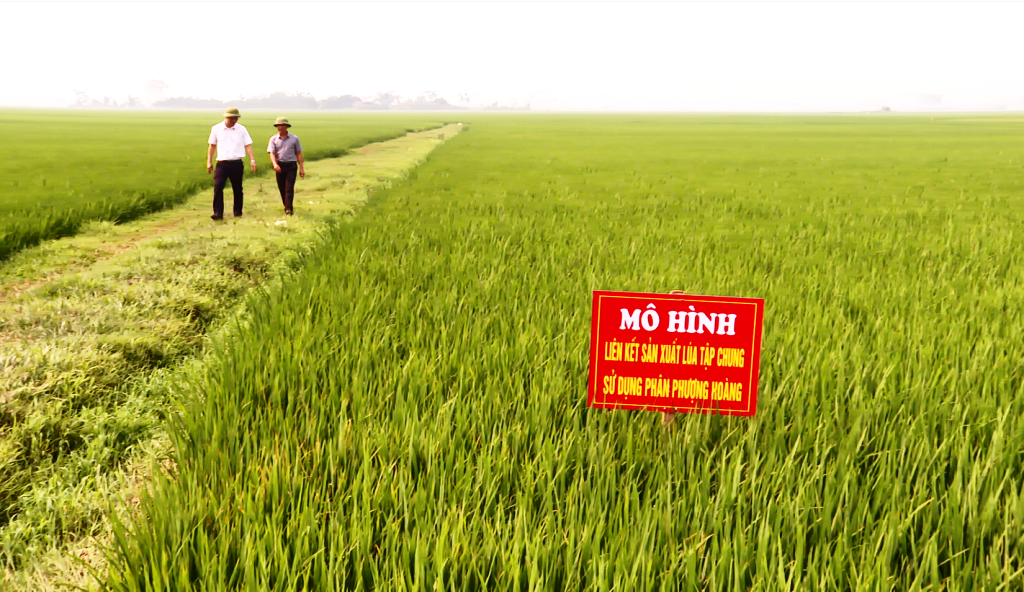 Nơi nông dân liên kết, hợp tác và chia sẻ rủi ro