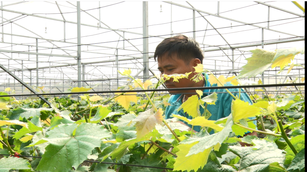 Nơi nông dân liên kết, hợp tác và chia sẻ rủi ro