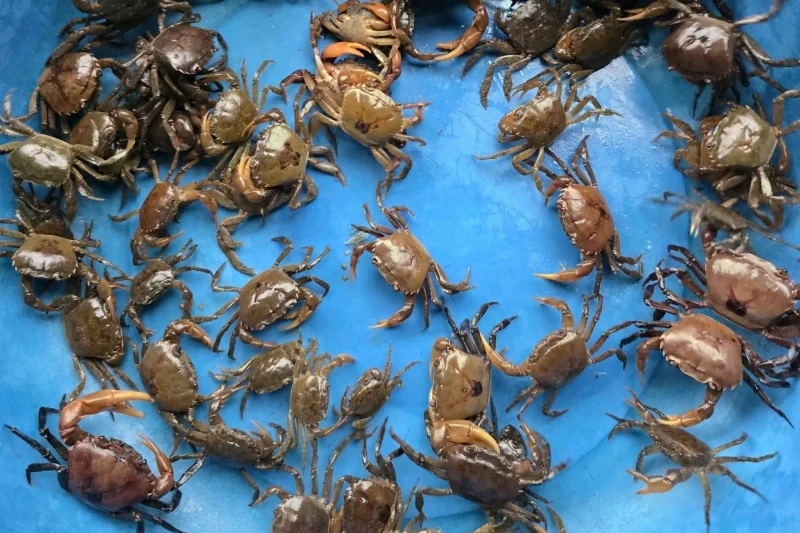 Canh cua đồng - Đậm đà hương vị, sâu lắng tình quê