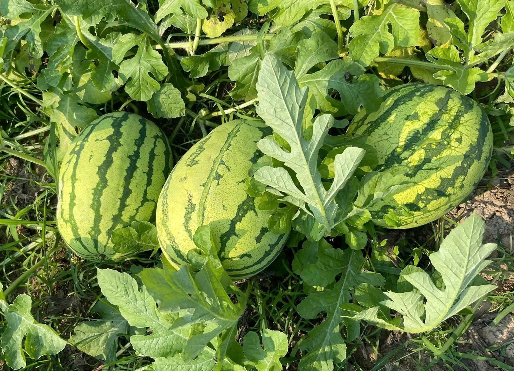 Mùa dưa ở bản Sáng